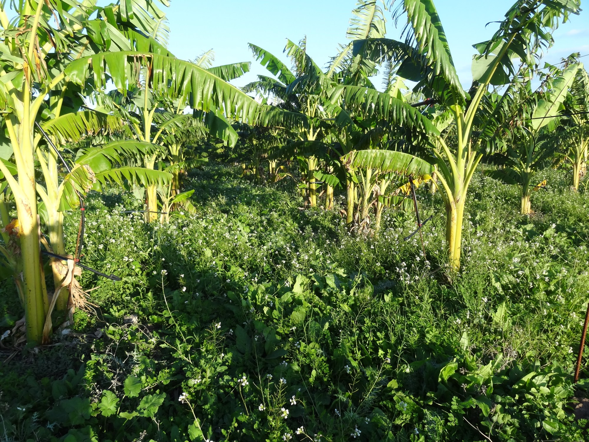 DSC03121 Givr s D oranges DSC03121 Givr s D oranges